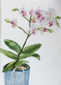  Christine Cox: Orchid 