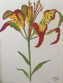 Margaret Hagues: "Catesby's Lily"