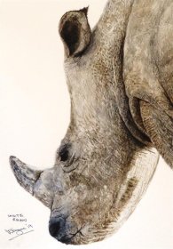 Doug Hague: 'White Rhino'